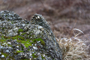 Stone covered by green moss.