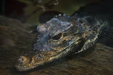 close up on alligator in the water