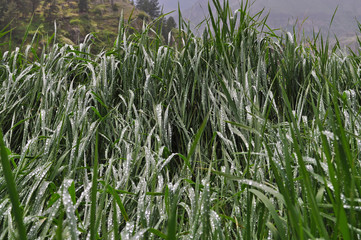 Obraz premium Wet grass in the mountains