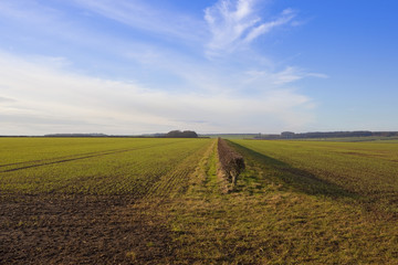 yorkshire wolds agriculture