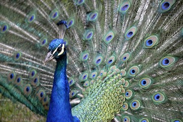 Fototapeta na wymiar Detail of a wild peafowl 