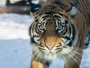Naklejka premium close up on tiger in the winter