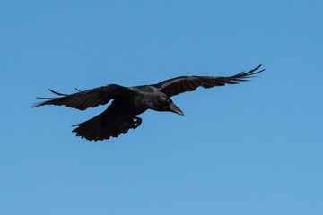 Carrion Crow, Crow, Corvus Corone