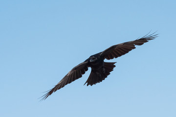 Carrion Crow, Crow, Corvus Corone