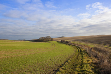Obraz premium wheat crop and bridleway