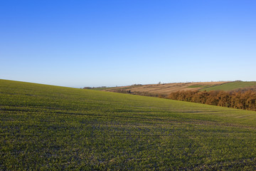 hillside wheat field