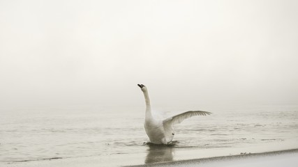 swans on beach