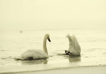 swans on beach