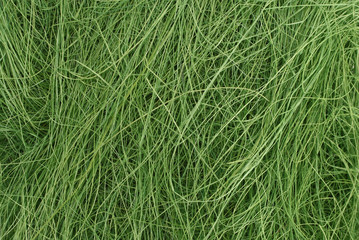 Long deep green grass