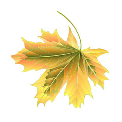 Leaf Maple autumnal on a white background vector illustration