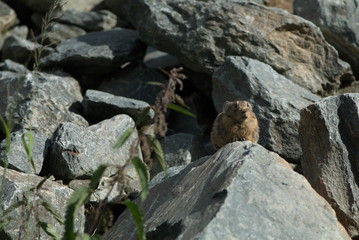 pidugu sunbathe