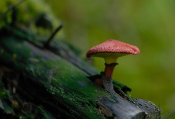 mushroom