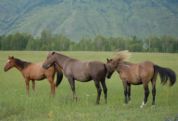 family horses