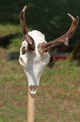 Fototapeta premium skull of an animal with horns
