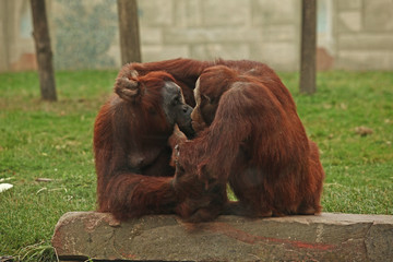 Orangutan Kissing © William Graham