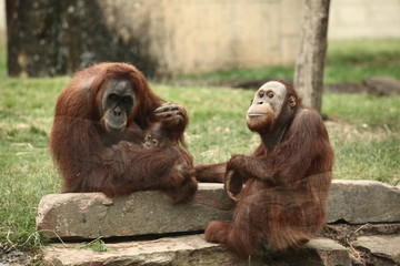 Orangutan