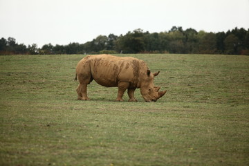 Fototapeta premium Rhinoceros 4