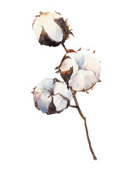 Watercolor Cotton Plant, isolated on white background.