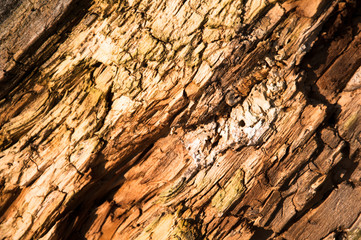 Rotten tree trunk background