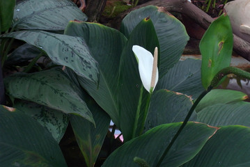 Exotic flowers. Botanical Garden in St. Petersburg. Tropical plants in the Botanical Garden of St....