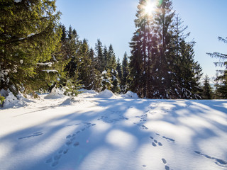 Las w zimą i tropy zwierząt na śniegu - obrazy, fototapety, plakaty