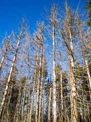 Fototapeta premium Chore uschnięte drzewa zaatakowane przez kornika