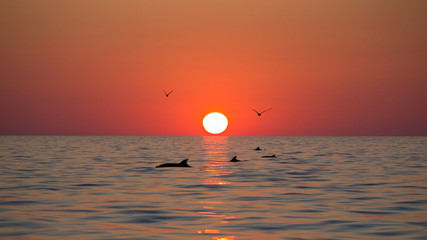 Sonnenuntergang im kroatischem Meer mit Vögeln und Delphinen.