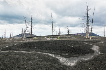 Dead wood strewn with volcanic ash during an eruption in 1975, a breakthrough in the northern slope...