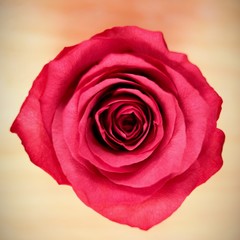 Fototapeta premium Rose