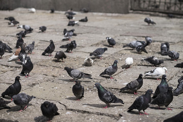 Fototapeta premium Pigeons from St.Petersburg 
