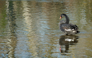 Fototapeta premium Trauerschwan