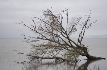 a old tree in the lake
