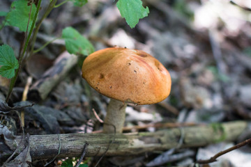 Mushroom
