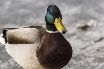 Canards - Col Vert - La Rochette - Savoie.