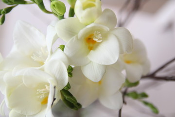 Obraz na płótnie Canvas White Freesia flowers. Bouquet