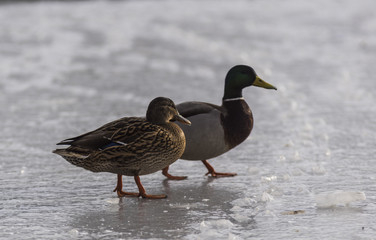 Canards - Col Vert - La Rochette - Savoie.