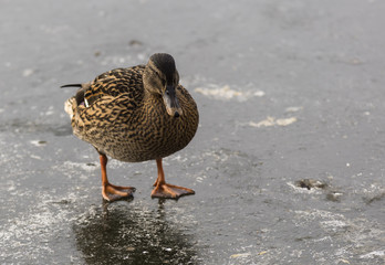 Canards - Col Vert - La Rochette - Savoie.