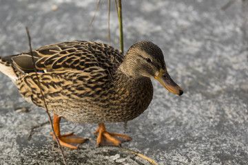 Canards - Col Vert - La Rochette - Savoie.