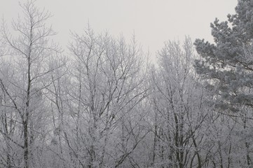 forest, winter, haze 