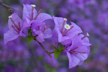 closeup of bougainvillea in the garden