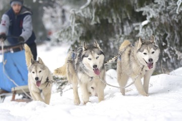 Race of draft dogs