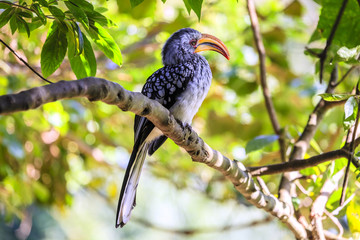 Southern Yellow billed Hornbill
