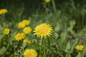 meadow dandelion flowers
