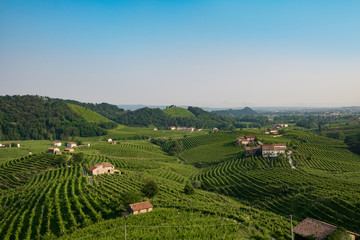 Fototapeta na wymiar Prosecco vinyards near Valdobbiadene