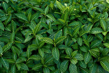 green leaves background