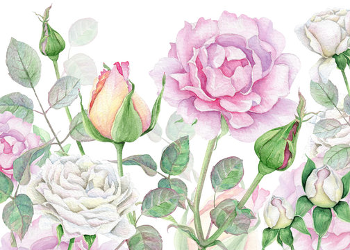 Watercolor floral background with white and pink roses