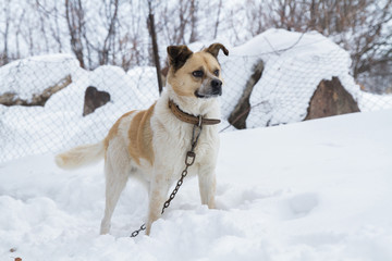 Dog