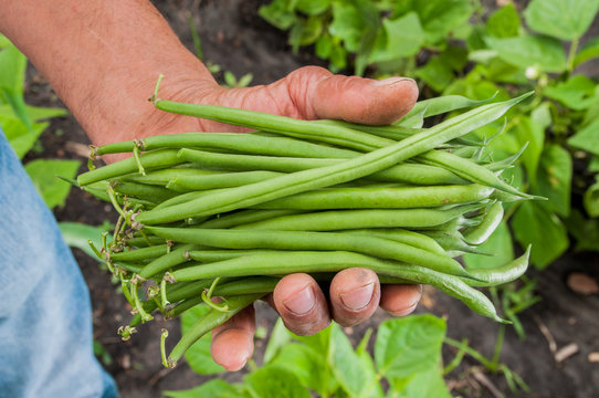 Ejote franc&eacute;s