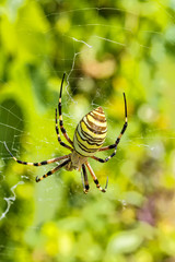 Striped black and yellow wasp spider in the cobweb, macro