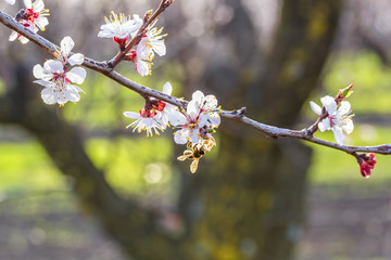 Flowering branch of apricot tree on blurred background orchard,
